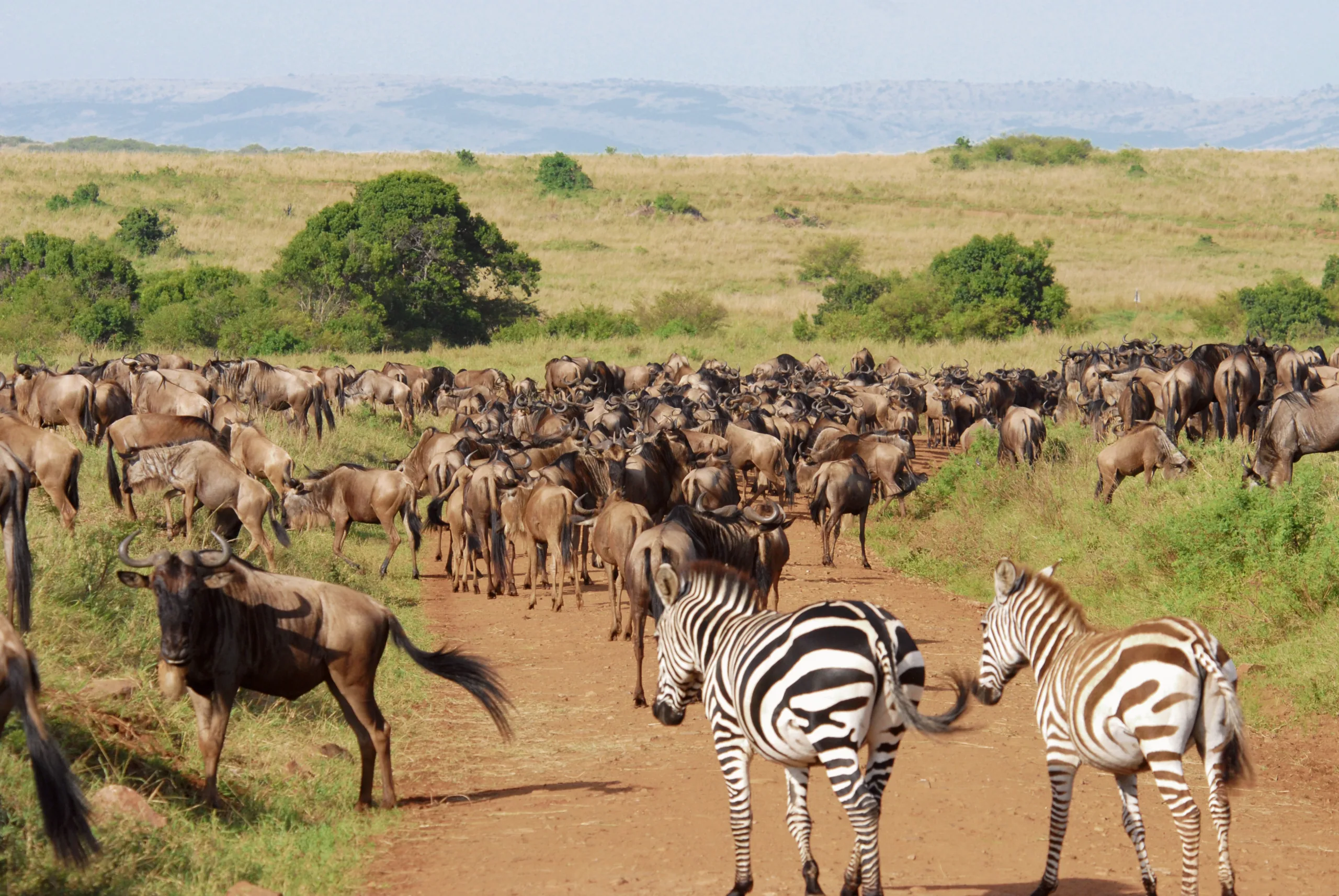 Masai Mara, Kenya