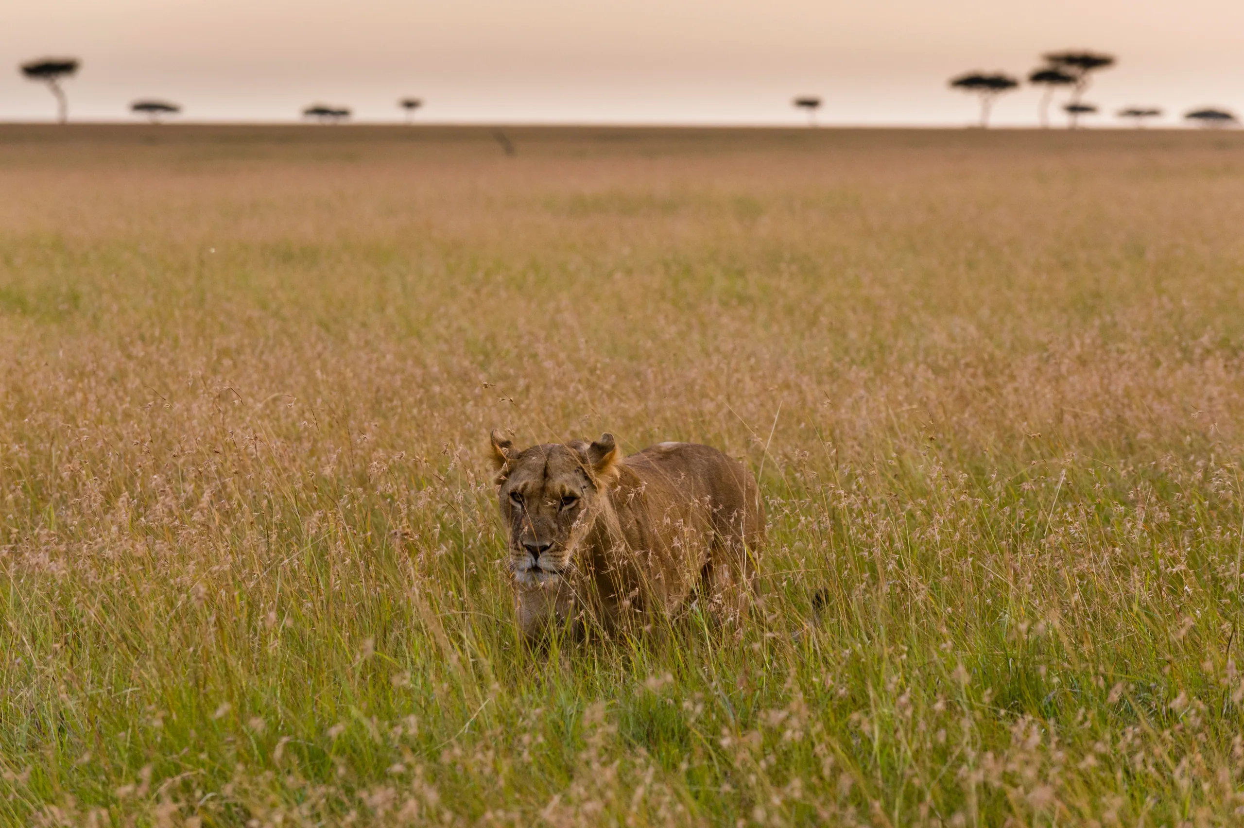 Serengeti, Tanzania
