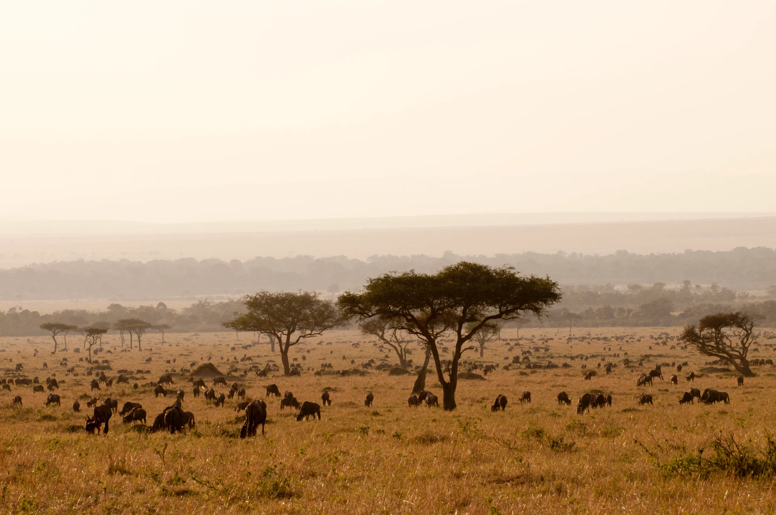 7-Day Tanzania Complete Journey, a Tanzania safari