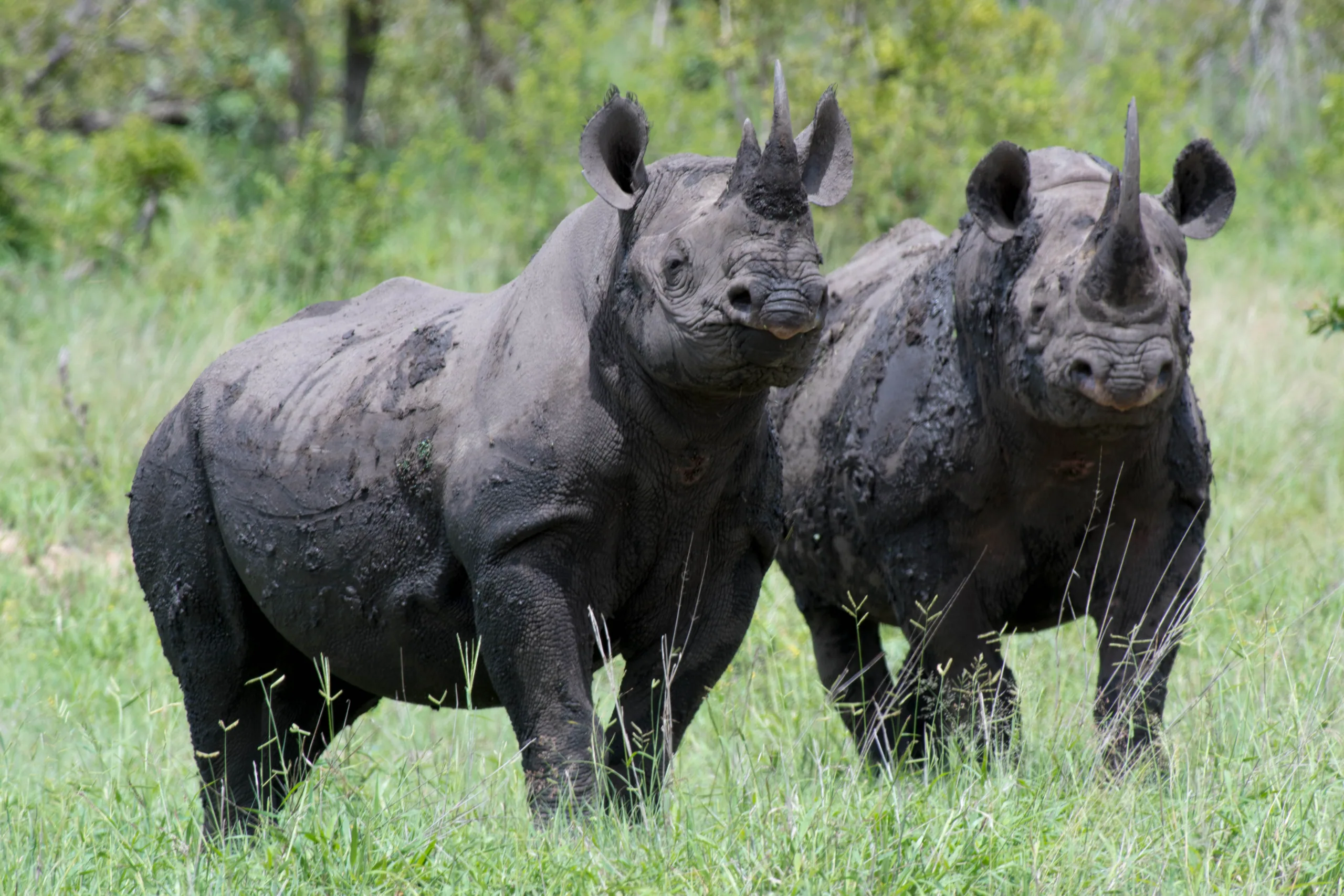 Black Rhinoceros