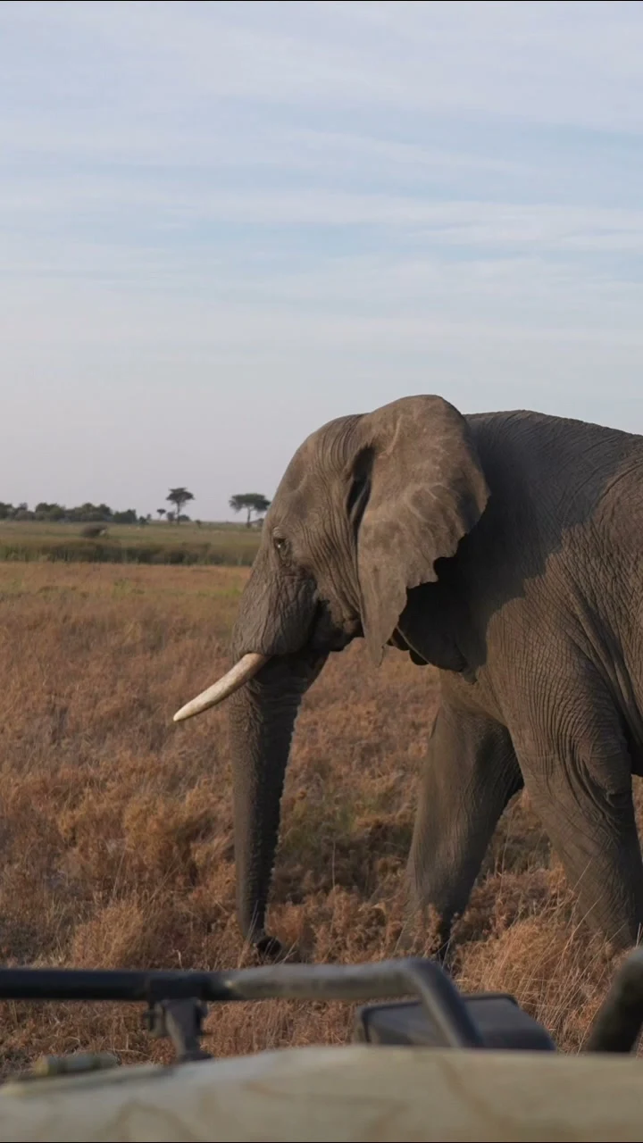 African Elephant