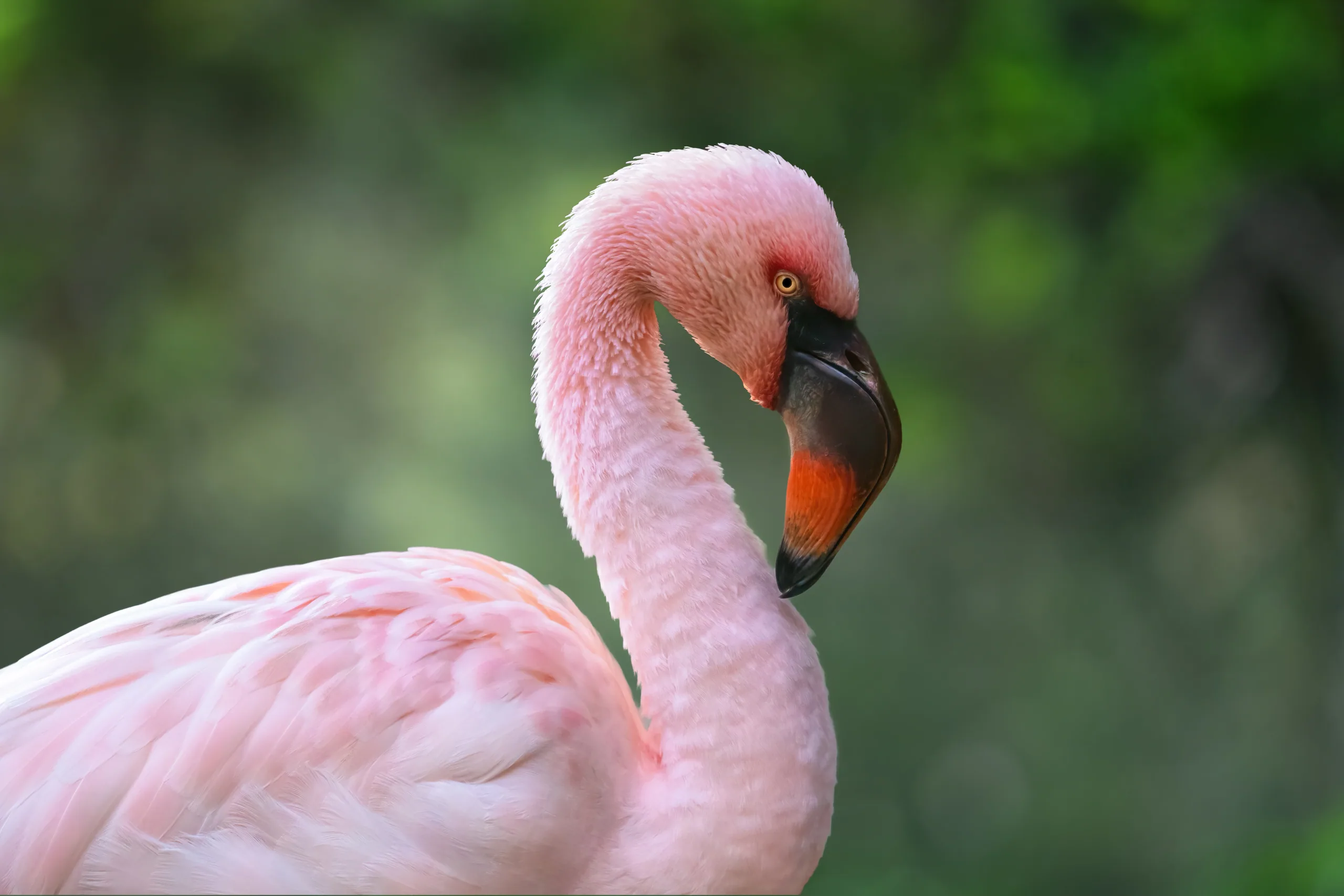 Lesser Flamingo