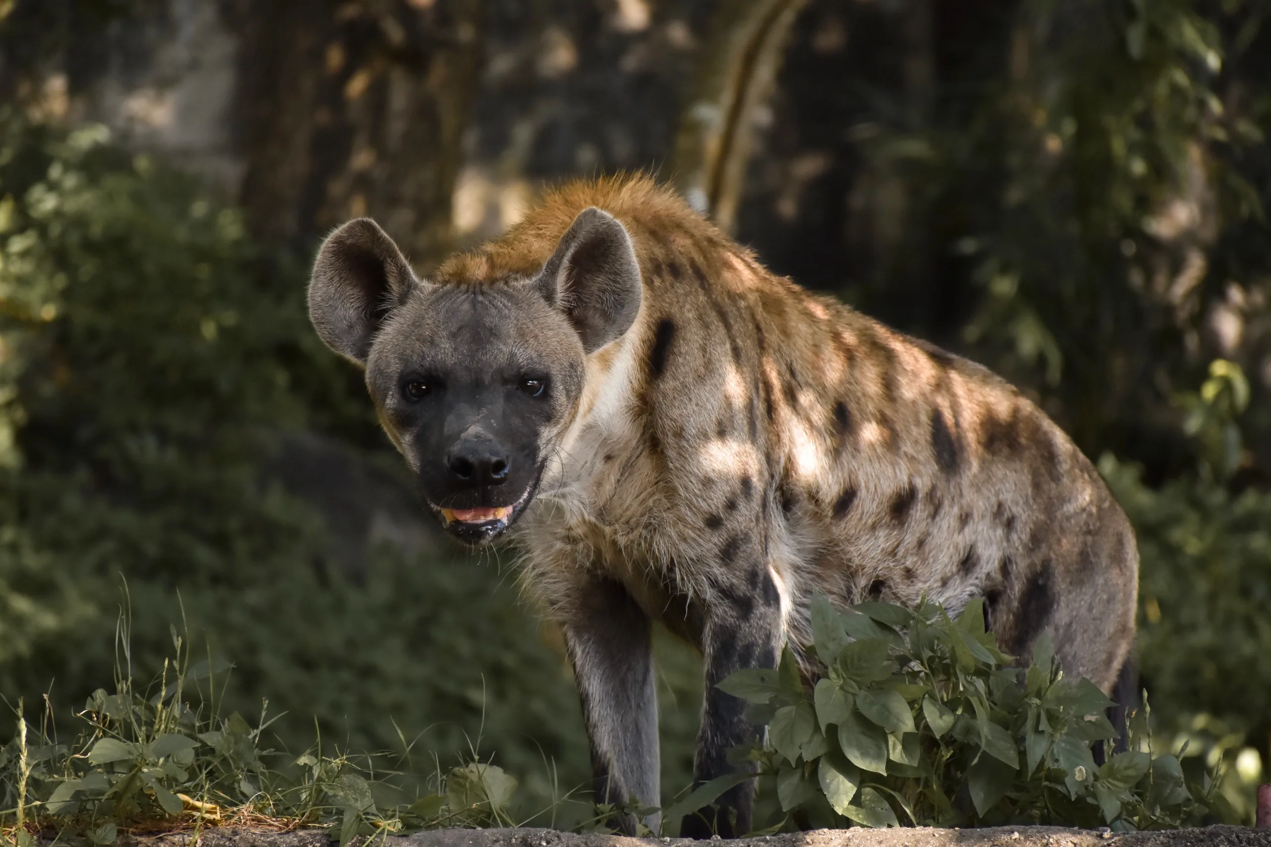 Spotted Hyena