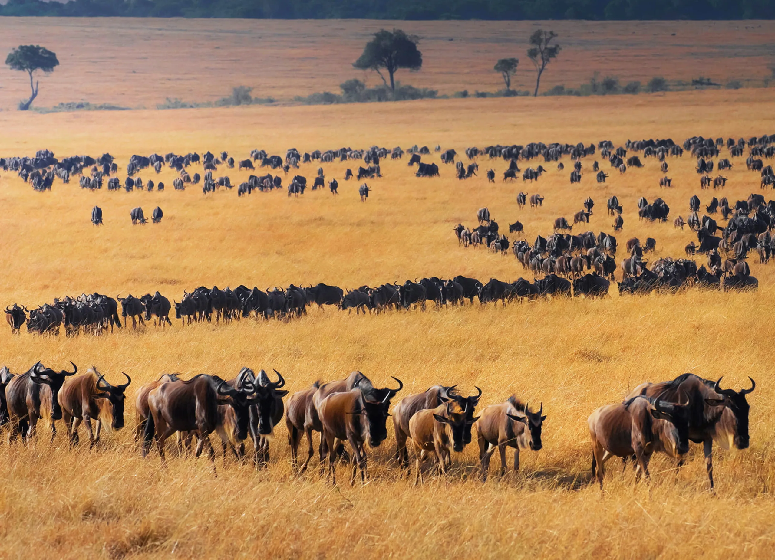 Safari landscapes of Kenya