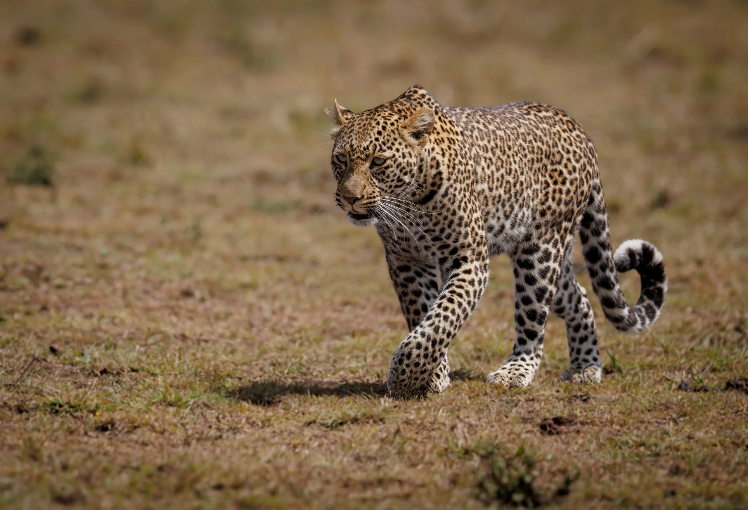 African Leopard