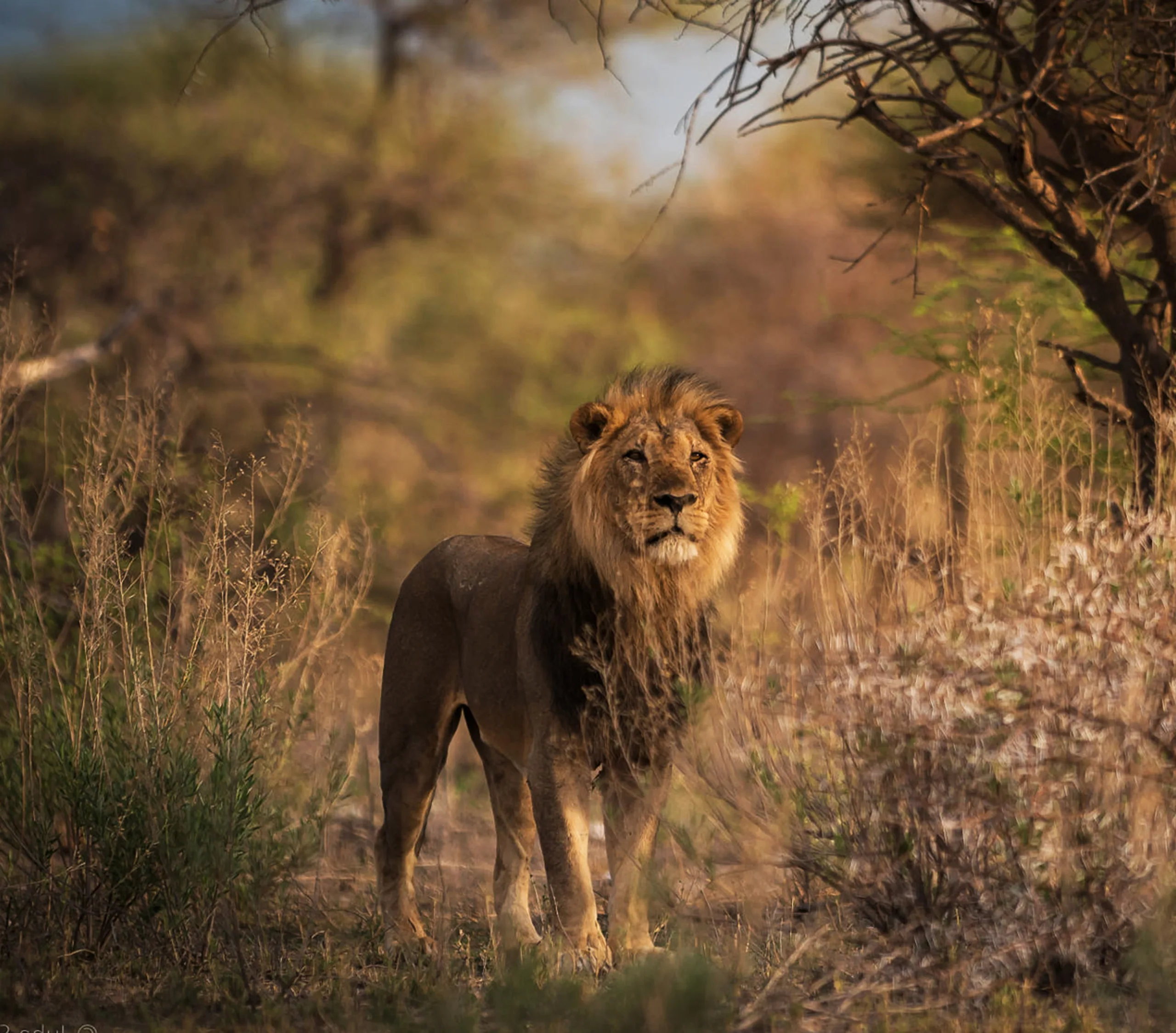 African Lion