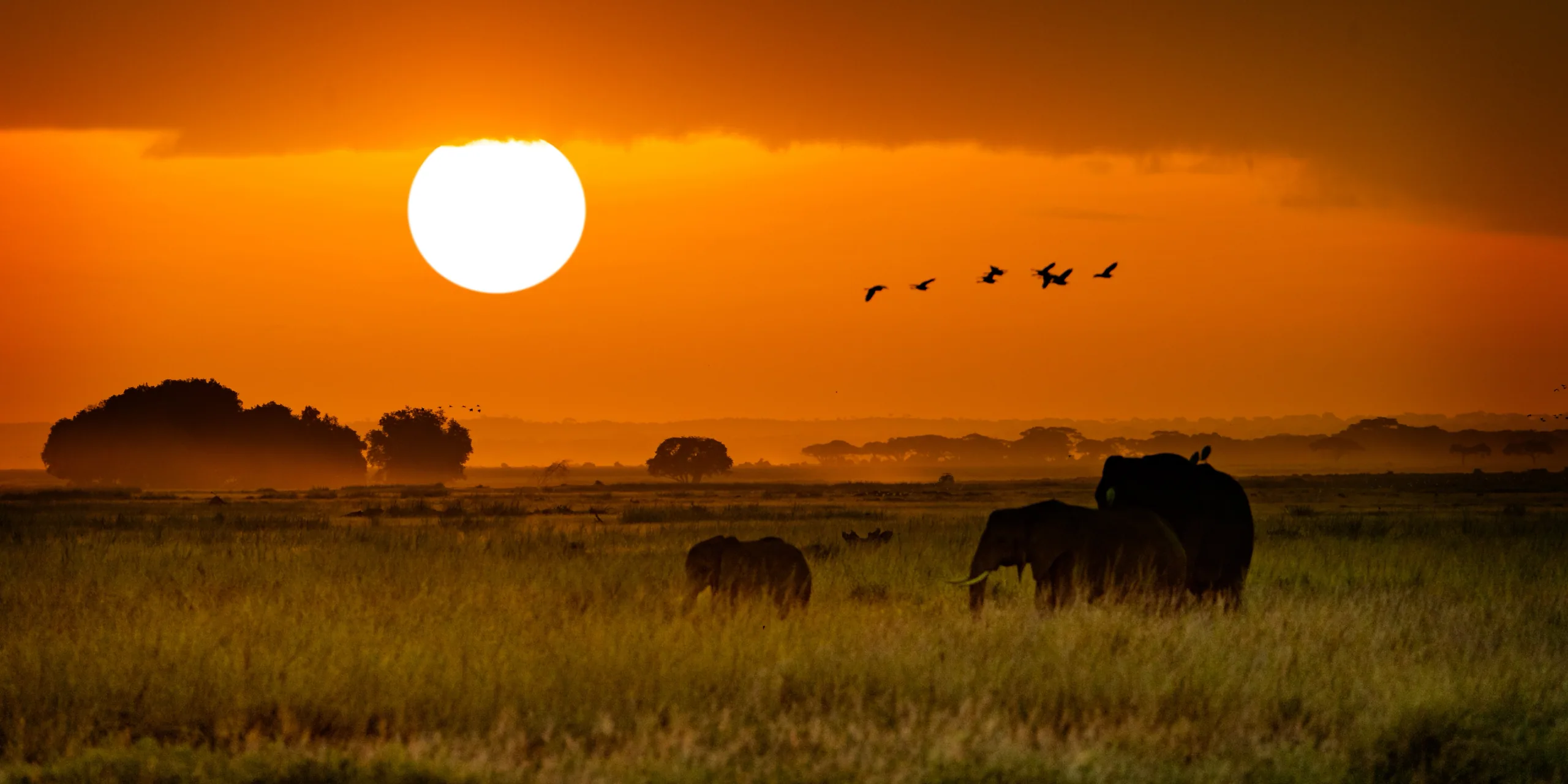 Elephants crossing the open plains at sunset in East Africa