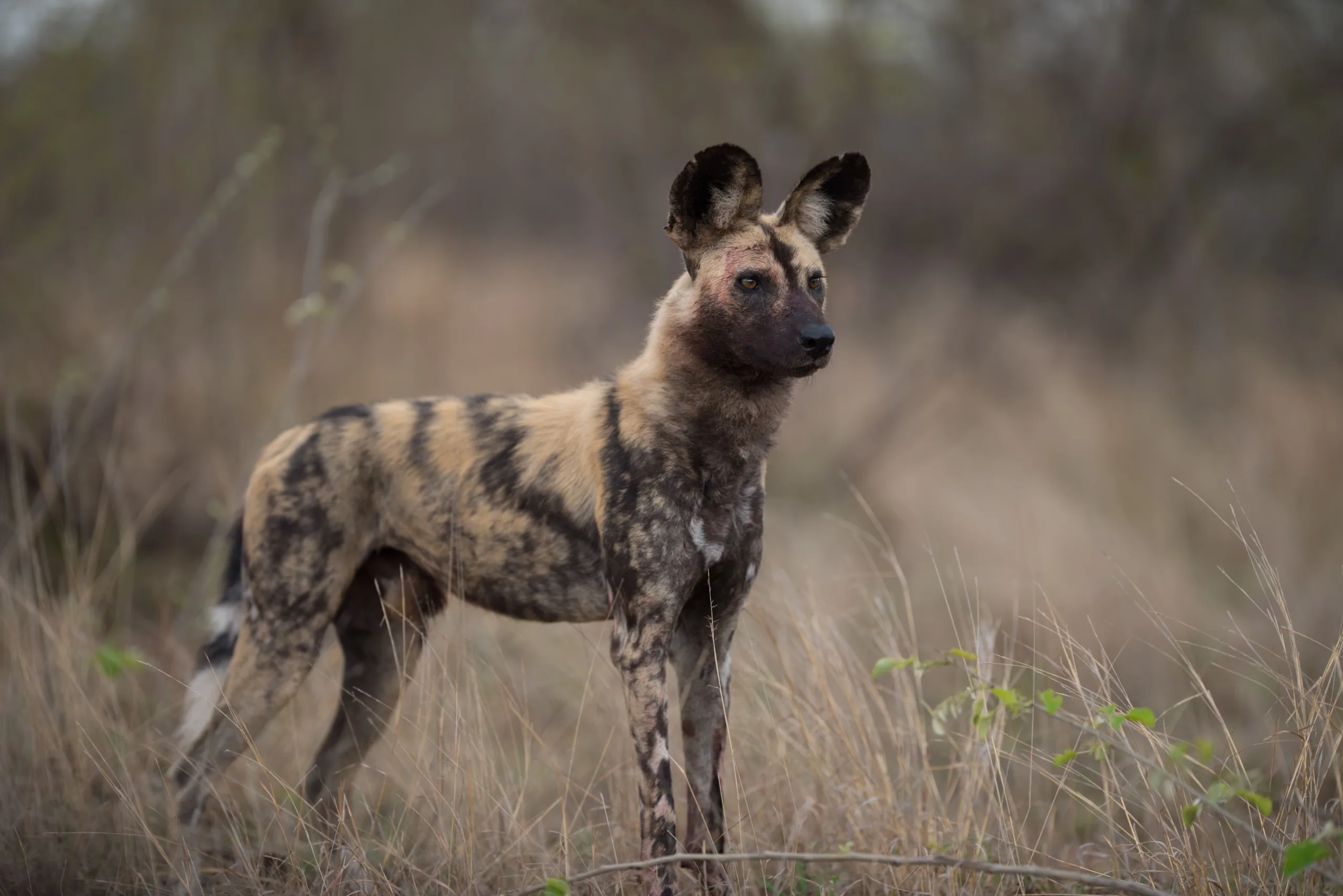 African Wild Dog