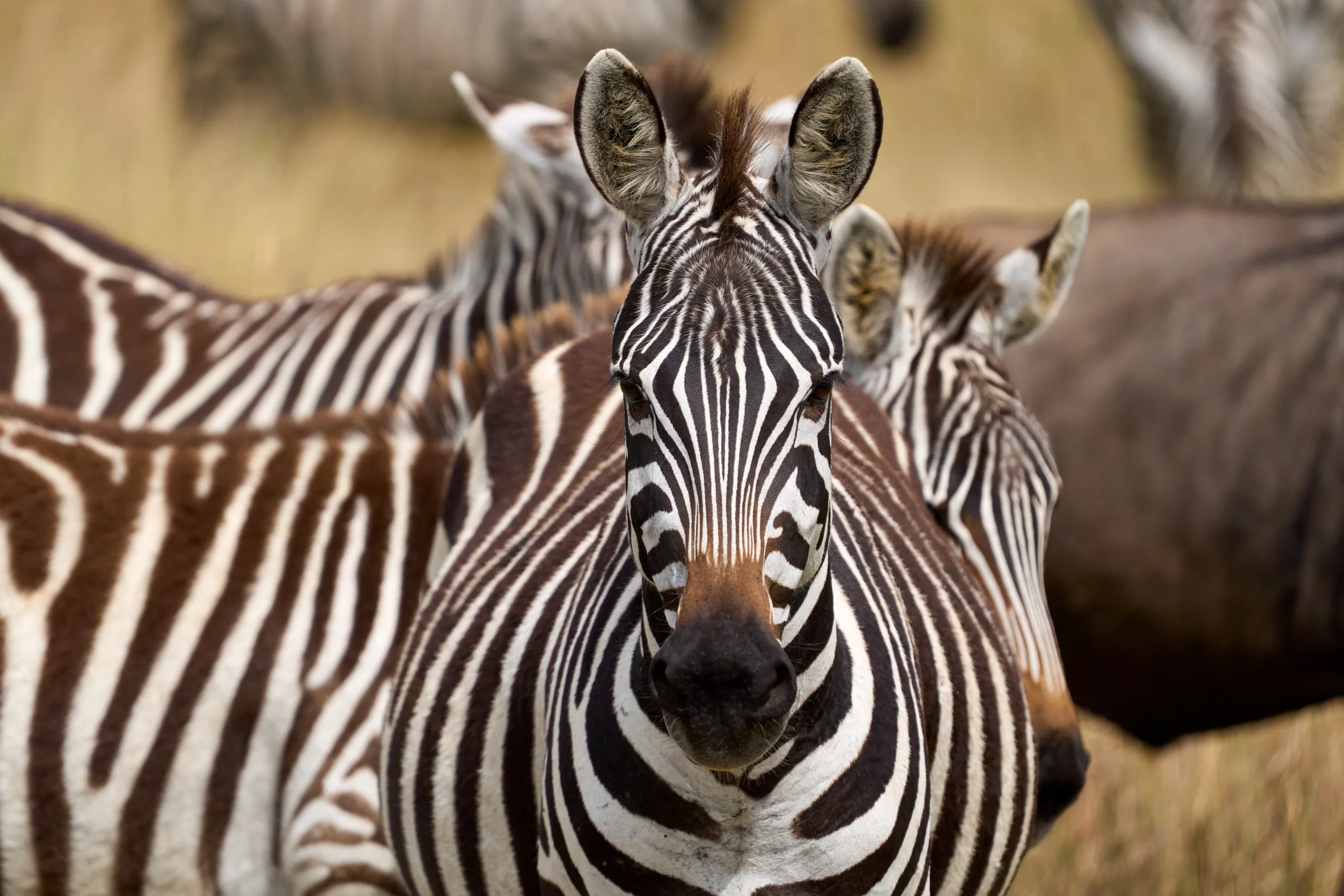 Plains Zebra