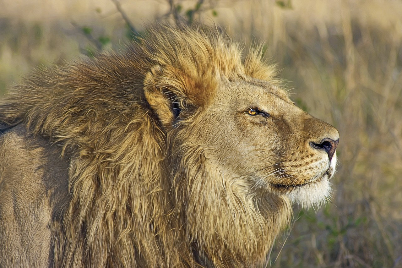 lion, feline, nature-515028.jpg